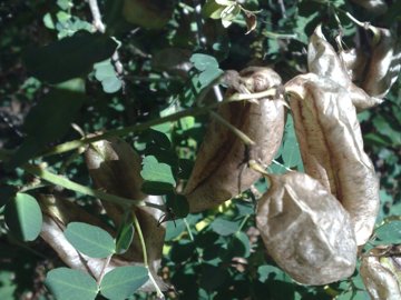 Un baccello strano - Colutea arborescens